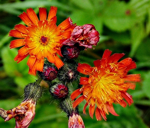 {Hieracium aurantiacum}